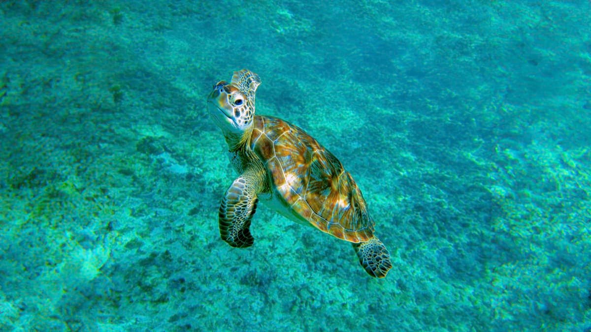 Swimming with Turtles